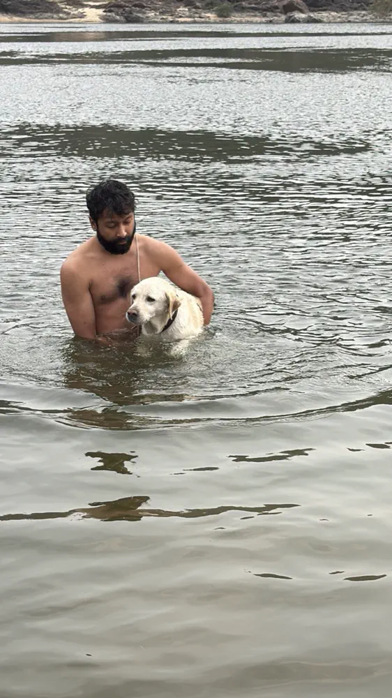 In a river, holding a very good Labrador